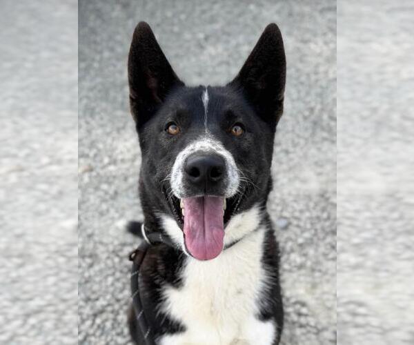 Medium Photo #4 Akita-Unknown Mix Puppy For Sale in Woodland, CA, USA