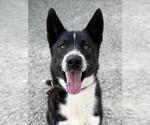 Small #3 Akita Mix