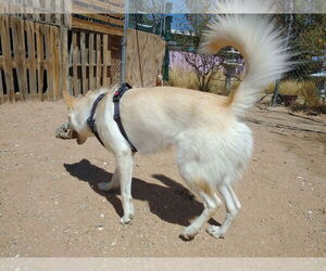Daisy - Female Gerberian Shepsky Dog for Adoption - Photo #8