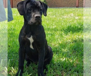 Cane Corso Puppy for sale in OVIEDO, FL, USA