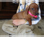 Small Photo #10 Dachshund Puppy For Sale in OWEN, WI, USA