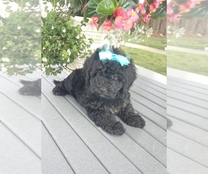 Goldendoodle-Poodle (Miniature) Mix Puppy for sale in ODON, IN, USA