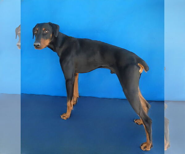 Medium Photo #2 Doberman Pinscher Puppy For Sale in Pasadena, CA, USA