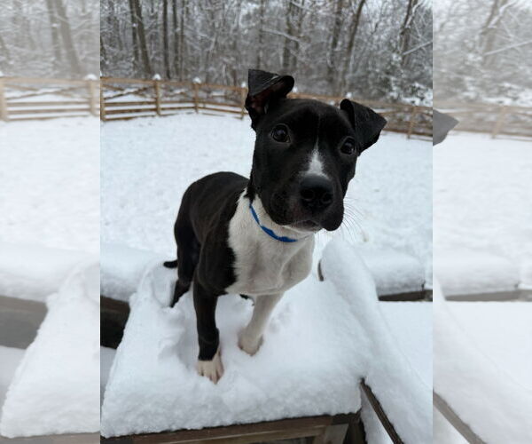 Medium Photo #4 American Pit Bull Terrier Puppy For Sale in Alexandria, VA, USA