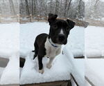 Small #3 American Pit Bull Terrier