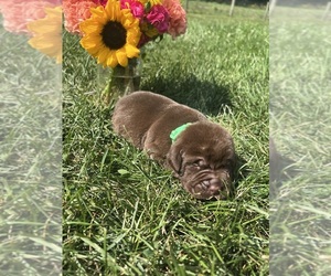 Labrador Retriever Puppy for sale in NEOLA, WV, USA