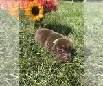 Image preview for Ad Listing. Nickname: Lab puppies