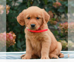 Macy - Female Golden Retriever Puppy for Sale - Small photo