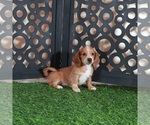 Small #3 Dachshund