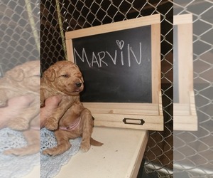 Goldendoodle (Miniature) Puppy for sale in GREELEY, CO, USA