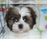 Small Photo #7 Lhasa Apso Puppy For Sale in ORO VALLEY, AZ, USA