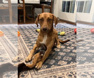Bagle Hound Dogs for adoption in Parker Ford, PA, USA