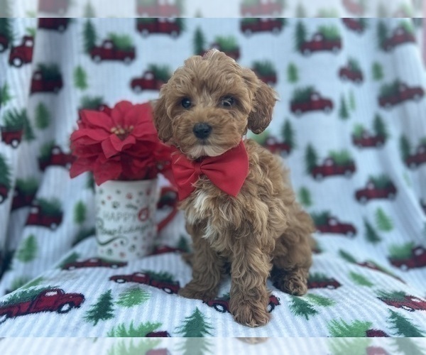Medium Photo #5 Cock-A-Poo Puppy For Sale in LAKELAND, FL, USA