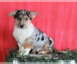German Shepherd Dog-Pembroke Welsh Corgi Mix Puppy for sale in APPLE CREEK, OH, USA