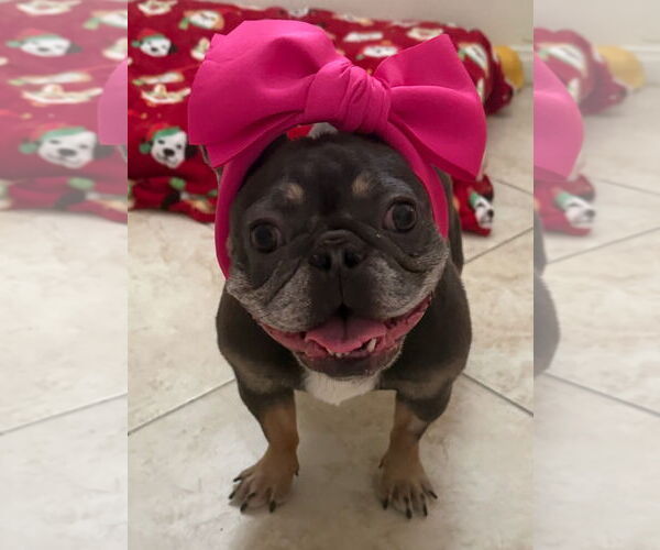 Medium Photo #3 French Bulldog Puppy For Sale in Las Vegas, NV, USA