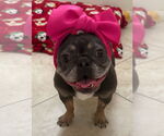 Small #2 French Bulldog