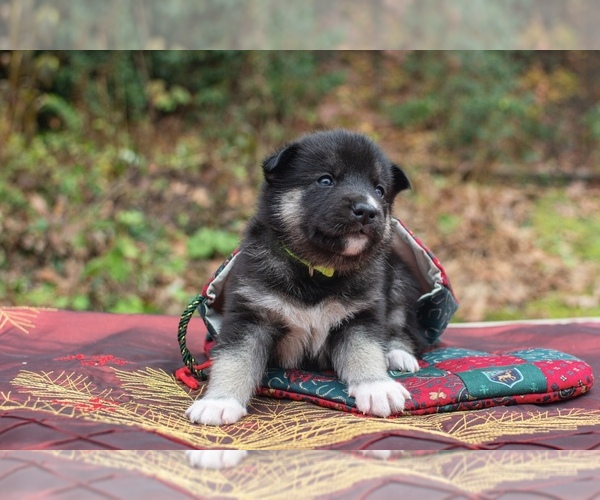 Medium Photo #3 Siberian Husky Puppy For Sale in WESTHAMPTON, MA, USA