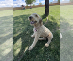 Small Photo #1 Goldendoodle Puppy For Sale in MONTROSE, CO, USA