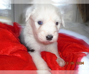 Old English Sheepdog Puppy for sale in RAYMORE, MO, USA