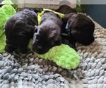 Small Photo #2 Labradoodle Puppy For Sale in JACKSON, MN, USA