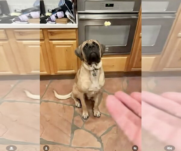 Medium Photo #3 Mastiff Puppy For Sale in Goodyear, AZ, USA