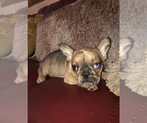 French Bulldog Puppy for sale in MIAMI, FL, USA