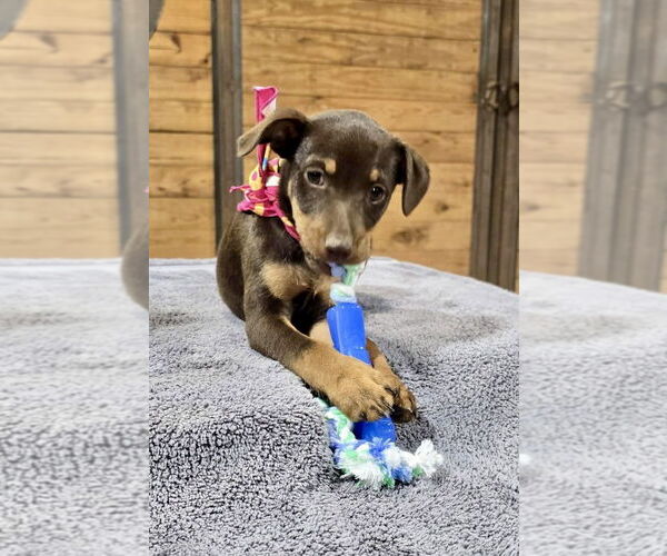 Medium Photo #8 Mutt Puppy For Sale in McKinney, TX, USA