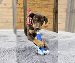 Small #7 Mutt
