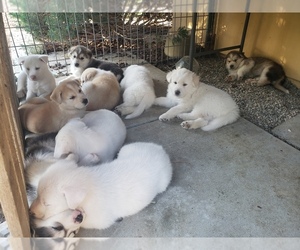 Anatolian Shepherd-Great Pyrenees Mix Dog for Adoption in WATERFORD, California USA