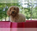 Puppy 8 Cocker Spaniel-Poodle (Miniature) Mix