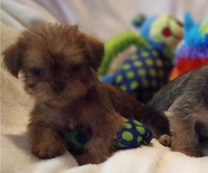 Shorkie Tzu Puppy for sale in ATTALLA, AL, USA