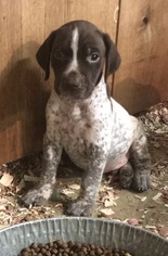 German Shorthaired Pointer Puppy for sale in BLOOMFIELD, IN, USA