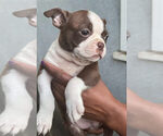 Small Photo #5 Boston Terrier Puppy For Sale in LOS ANGELES, CA, USA