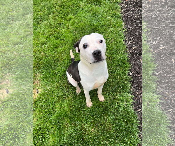 Medium Photo #6 American Pit Bull Terrier-Unknown Mix Puppy For Sale in Germantown, OH, USA