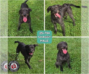 Mutt Dogs for adoption in Georgetown, KY, USA