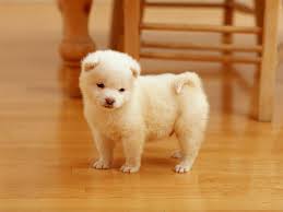 Medium Photo #1 Akita Puppy For Sale in PLANO, TX, USA