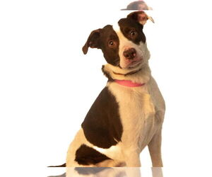 Mutt Dogs for adoption in Brooklyn Center, MN, USA