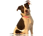 Small Mutt