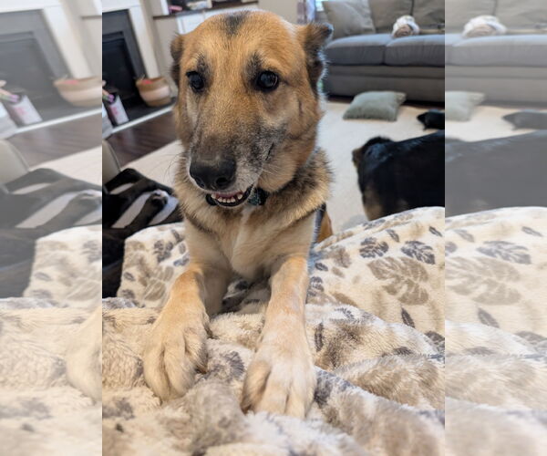 Medium Photo #7 German Shepherd Dog-Unknown Mix Puppy For Sale in La Grange , NC, USA