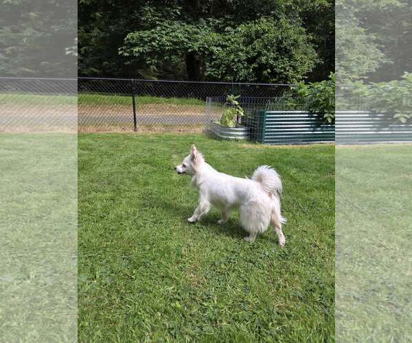 Medium Photo #3 Jack Russell Terrier-Papillon Mix Puppy For Sale in Arlington, WA, USA
