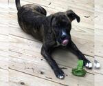Small #1 Boxer Mix