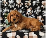 Small Photo #4 Cocker Spaniel Puppy For Sale in NEW HOLLAND, PA, USA