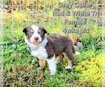 Puppy Grey Collar Border Collie