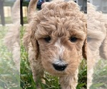 Small Photo #5 Labradoodle Puppy For Sale in JACKSONVILLE, FL, USA