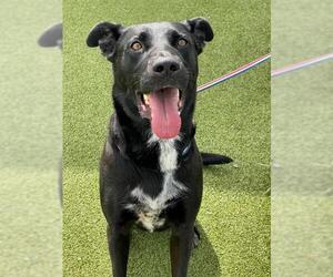 Shepradors Dogs for adoption in Fayetteville, NC, USA