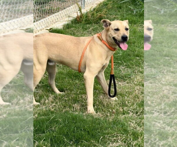 Medium Photo #3 Mutt Puppy For Sale in Canton, CT, USA