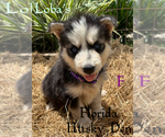 Small #1 Siberian Husky