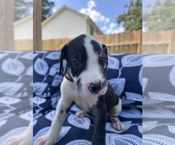 Medium Photo #30 Great Dane Puppy For Sale in WILLIS, TX, USA