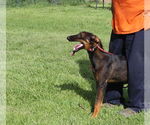 Small #2 Doberman Pinscher