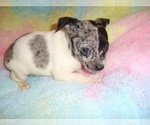 Small #1 Chihuahua